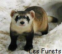 Les Furets