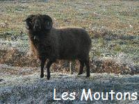 Les Moutons