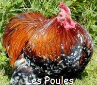 Les Poules