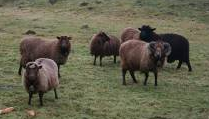 Logo Moutons