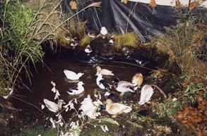 Canards Mignons